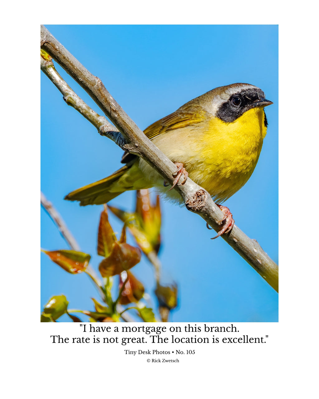 Common Yellowthroat Wildlife Photography Print | Tiny Desk Photos No. 105