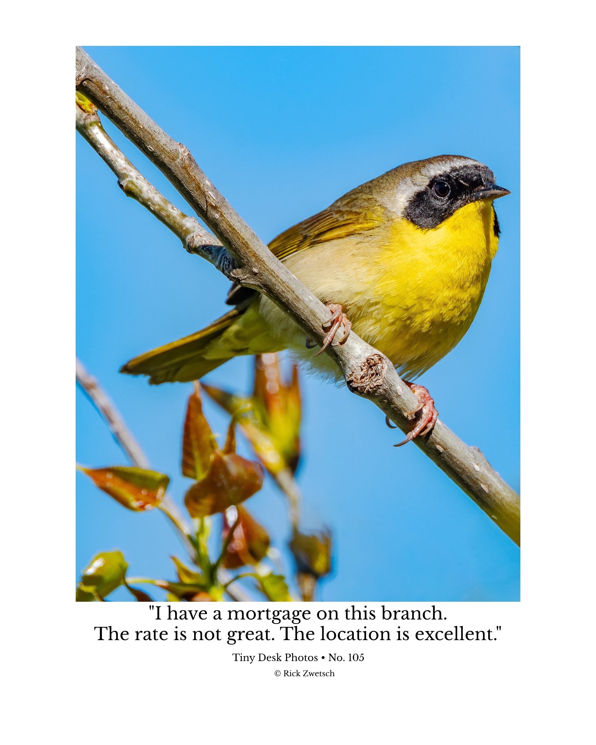 Common Yellowthroat Wildlife Photography Print | Tiny Desk Photos No. 105