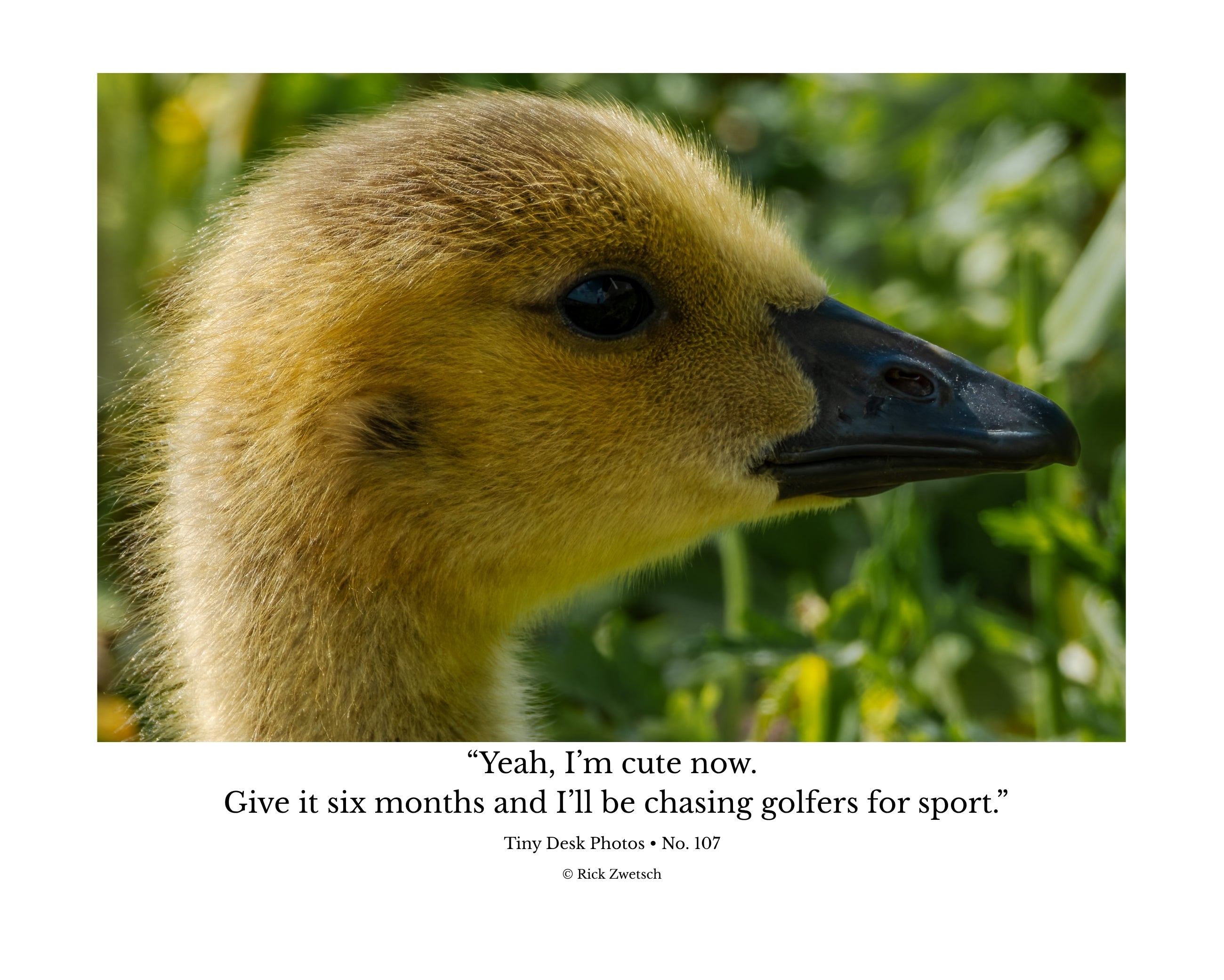 Canada Goose Gosling Wildlife Photography Print | Tiny Desk Photos No. 107