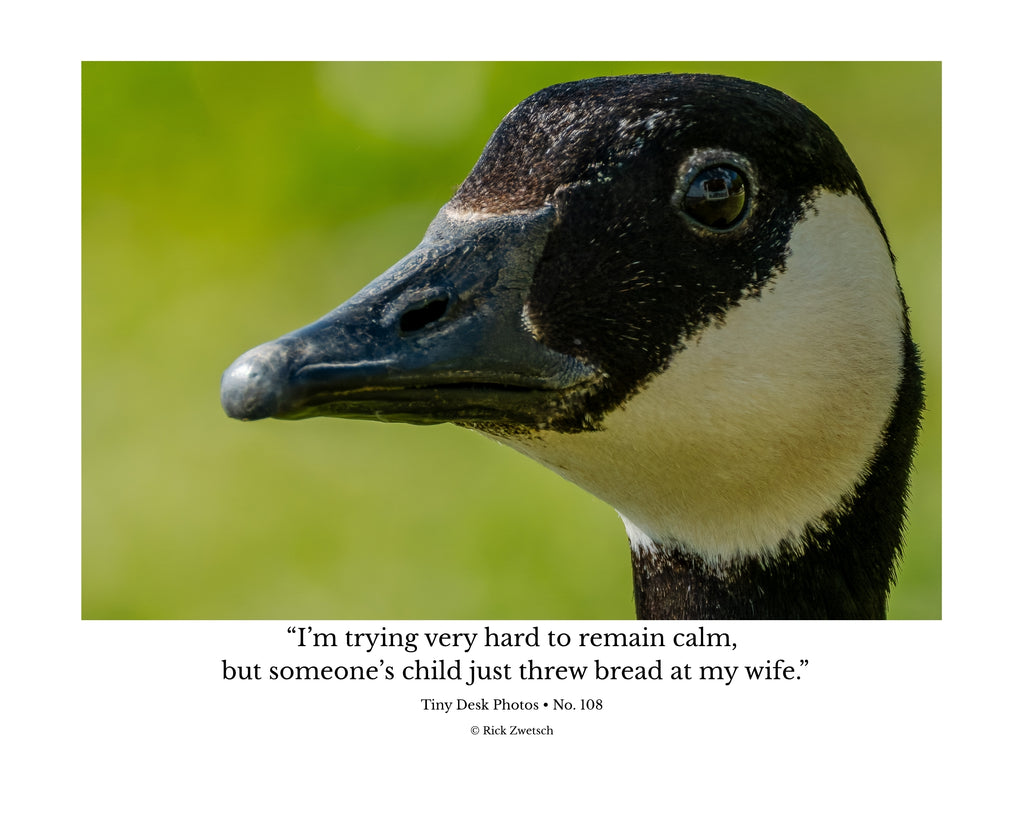 Canada Goose Wildlife Photography Print | Tiny Desk Photos No. 108