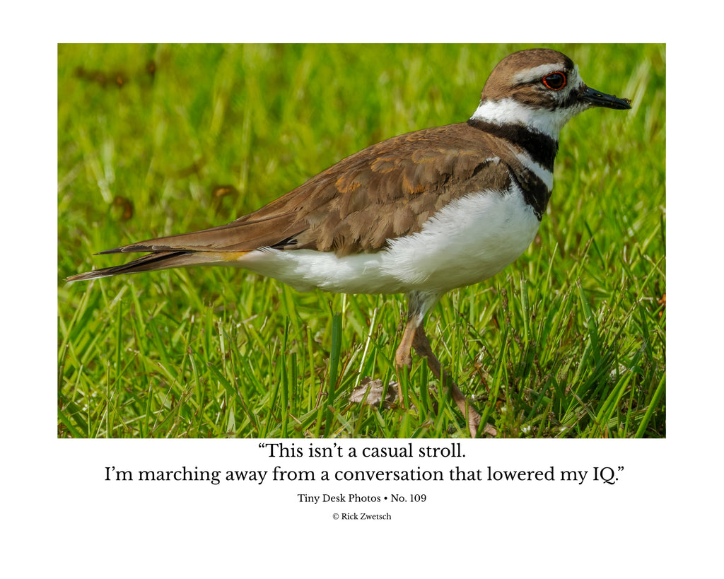 Killdeer Wildlife Photography Print | Tiny Desk Photos No. 109