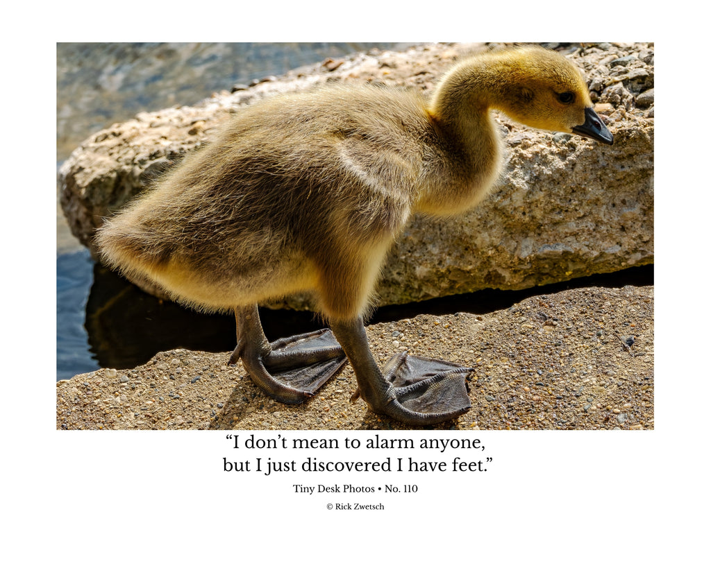Canada Goose Gosling Wildlife Photography Print | Tiny Desk Photos No. 110