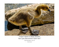 Canada Goose Gosling Wildlife Photography Print | Tiny Desk Photos No. 110