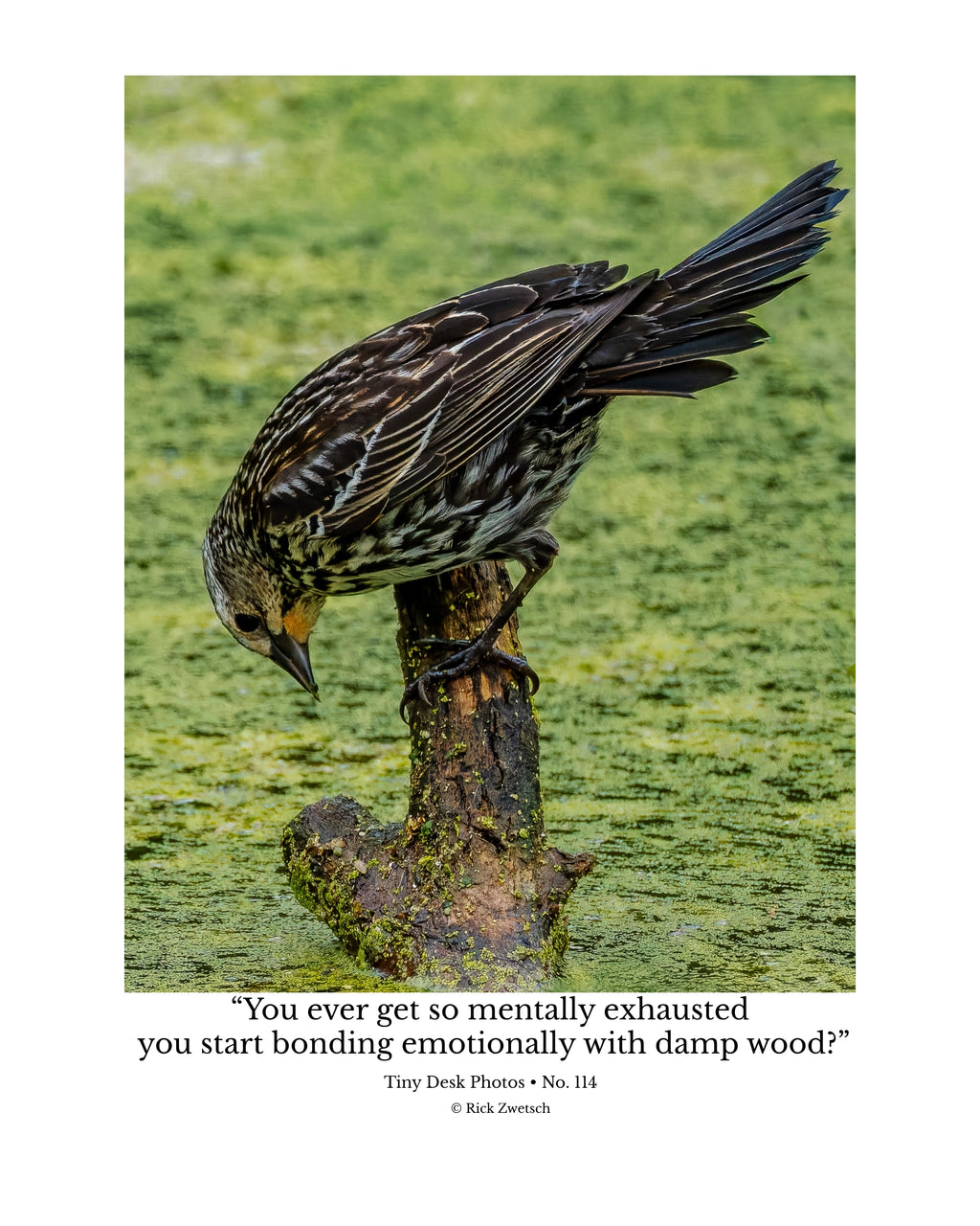 Red-winged Blackbird Wildlife Photography Print | Tiny Desk Photos No. 114