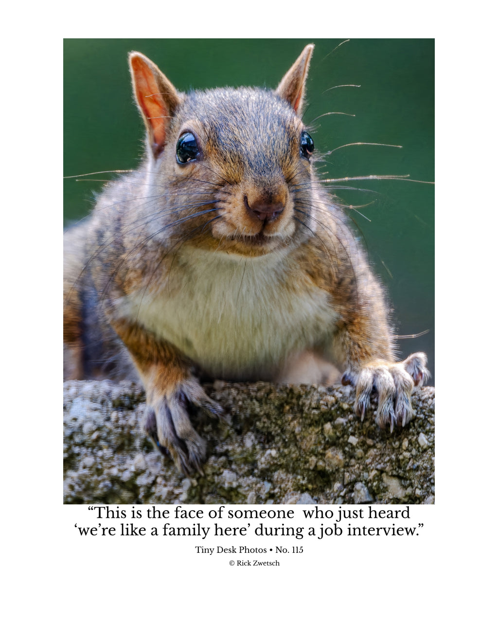 Eastern Gray Squirrel Wildlife Photography Print | Tiny Desk Photos No. 115