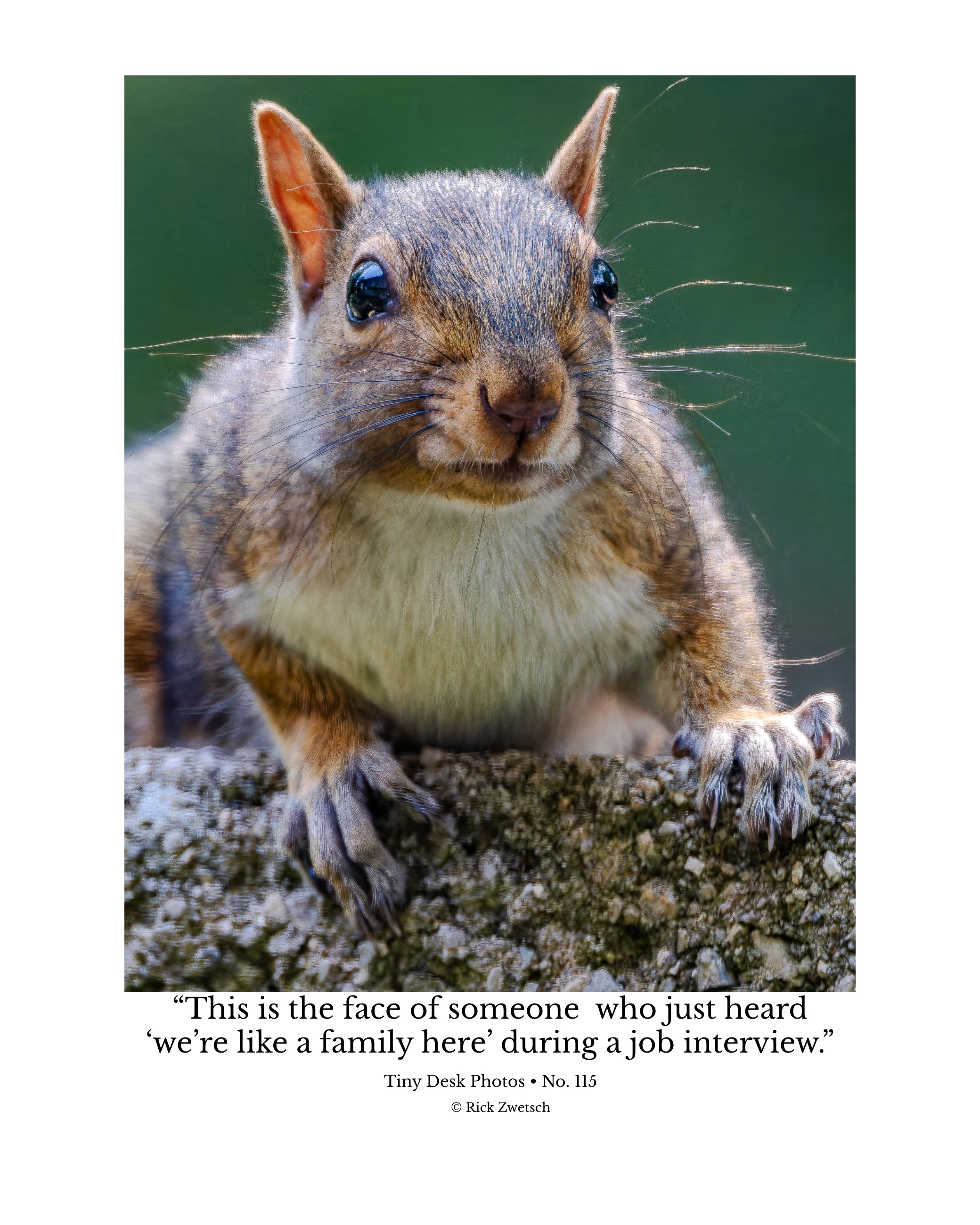 Eastern Gray Squirrel Wildlife Photography Print | Tiny Desk Photos No. 115