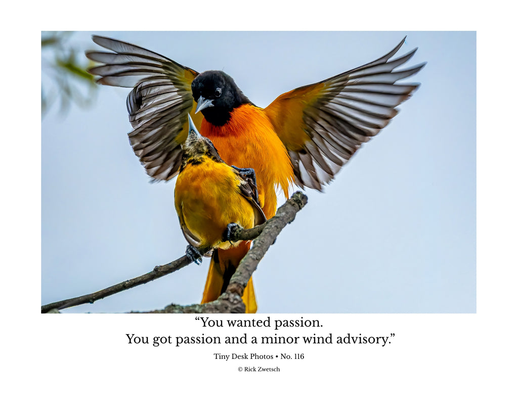 Baltimore Oriole Wildlife Photography Print | Tiny Desk Photos No. 116