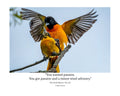 Baltimore Oriole Wildlife Photography Print | Tiny Desk Photos No. 116