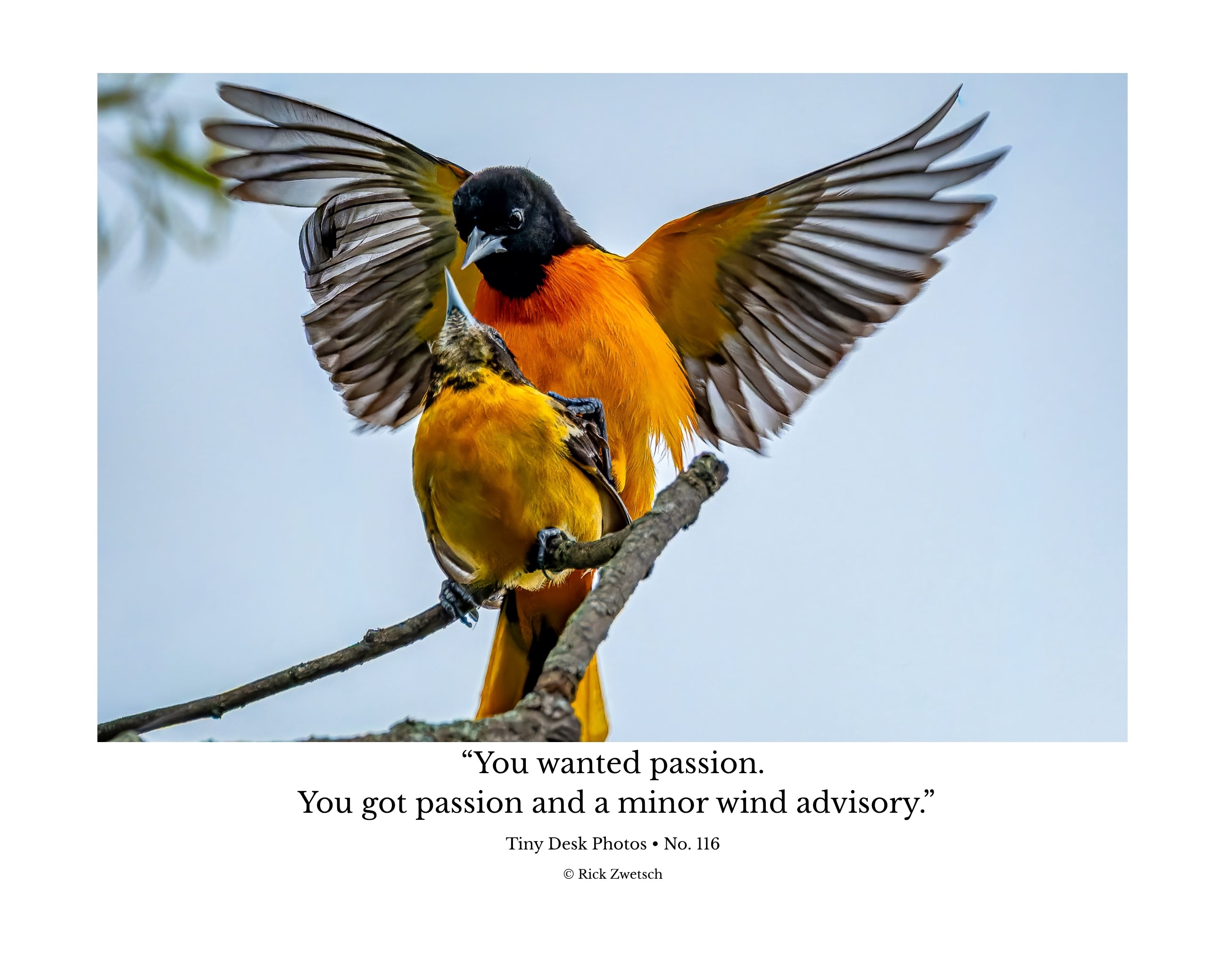 Baltimore Oriole Wildlife Photography Print | Tiny Desk Photos No. 116