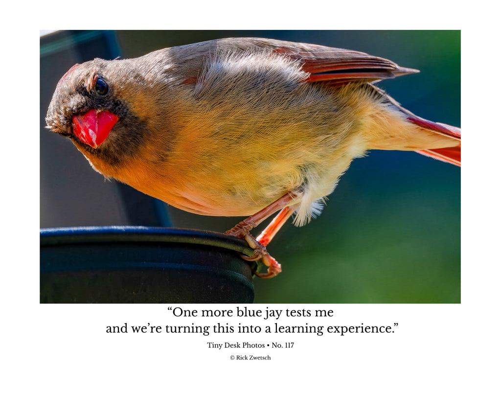 Northern Cardinal Wildlife Photography Print | Tiny Desk Photos No. 117