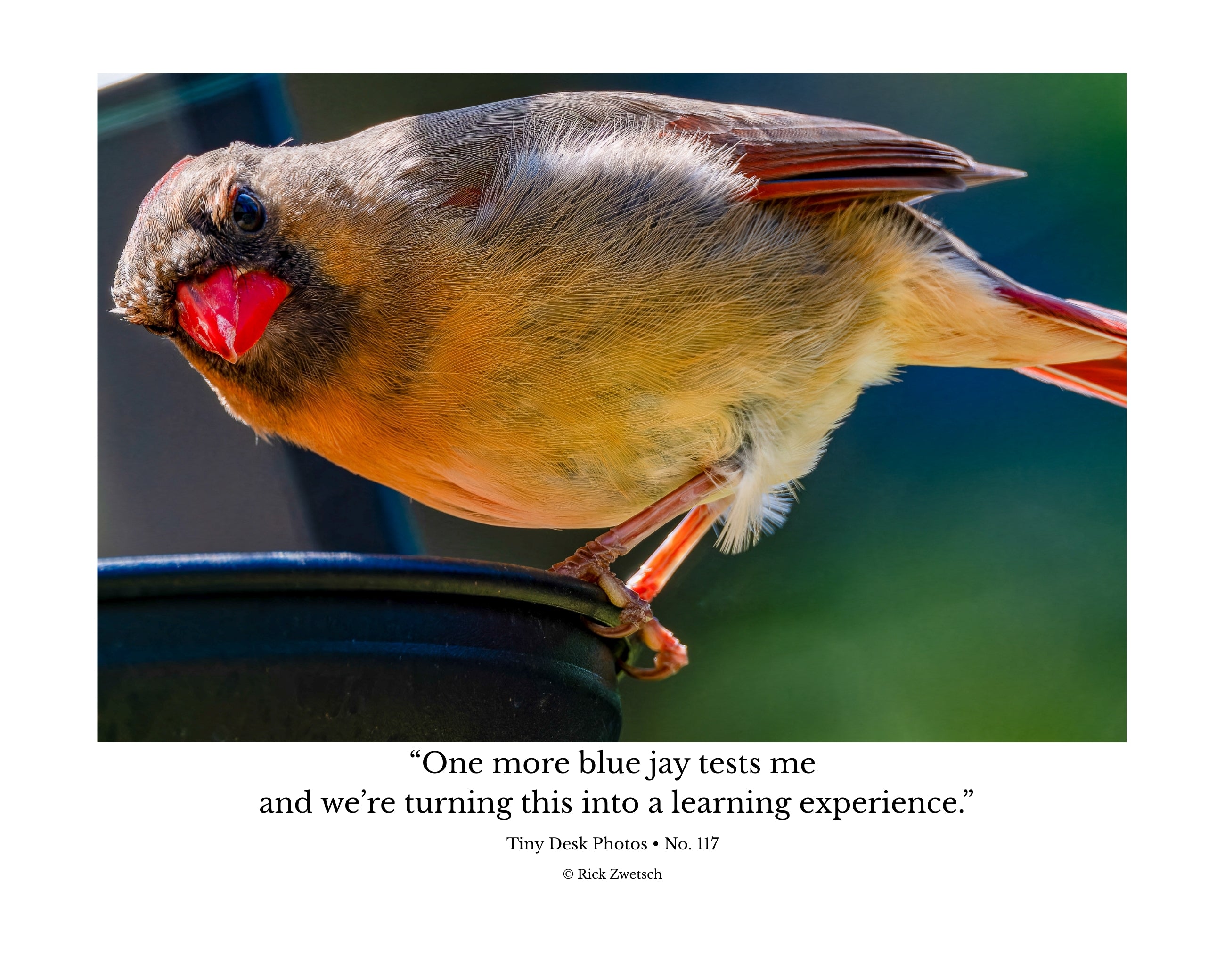 Northern Cardinal Wildlife Photography Print | Tiny Desk Photos No. 117