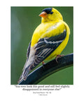 American Goldfinch Wildlife Photography Print | Tiny Desk Photos No. 119