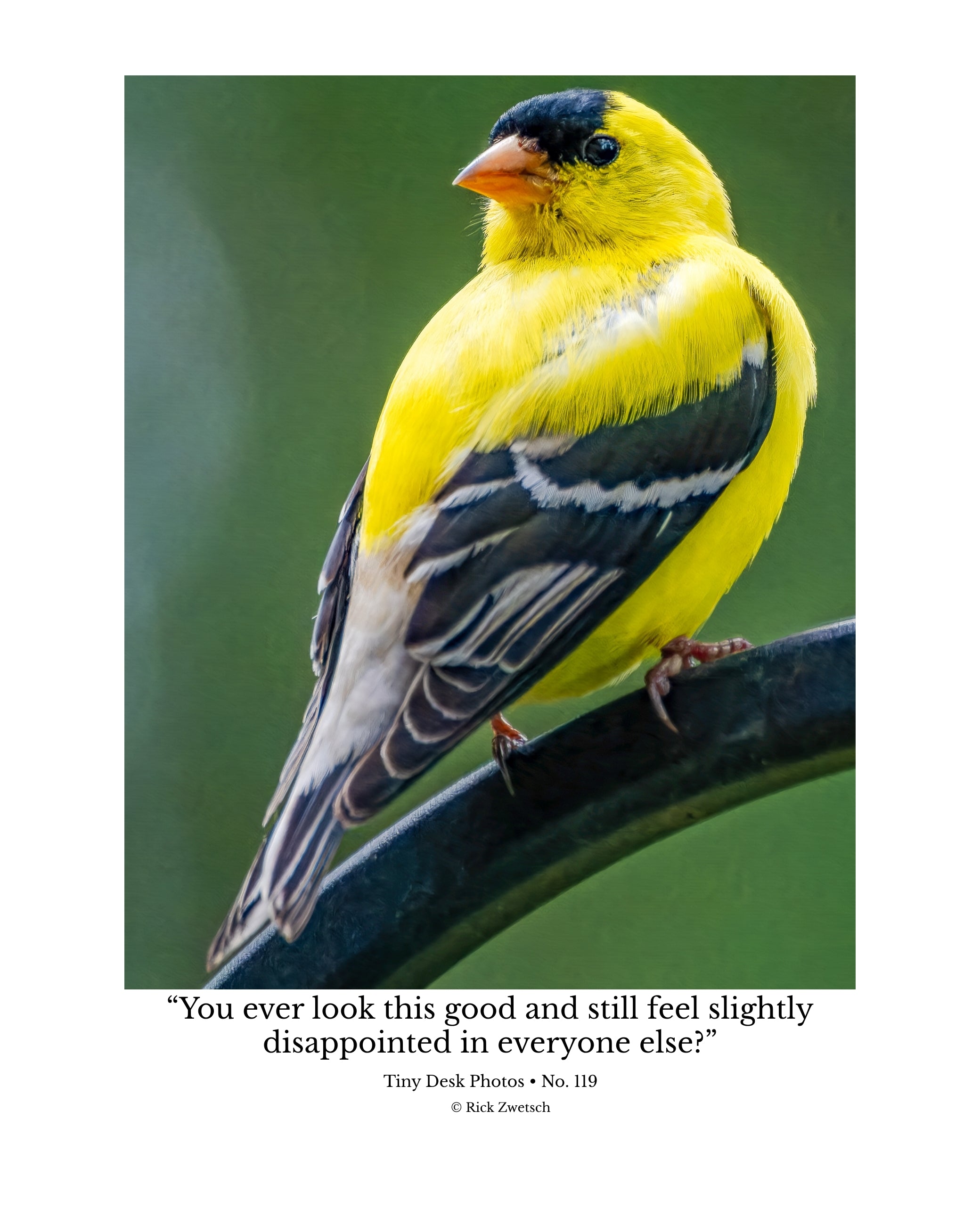 American Goldfinch Wildlife Photography Print | Tiny Desk Photos No. 119