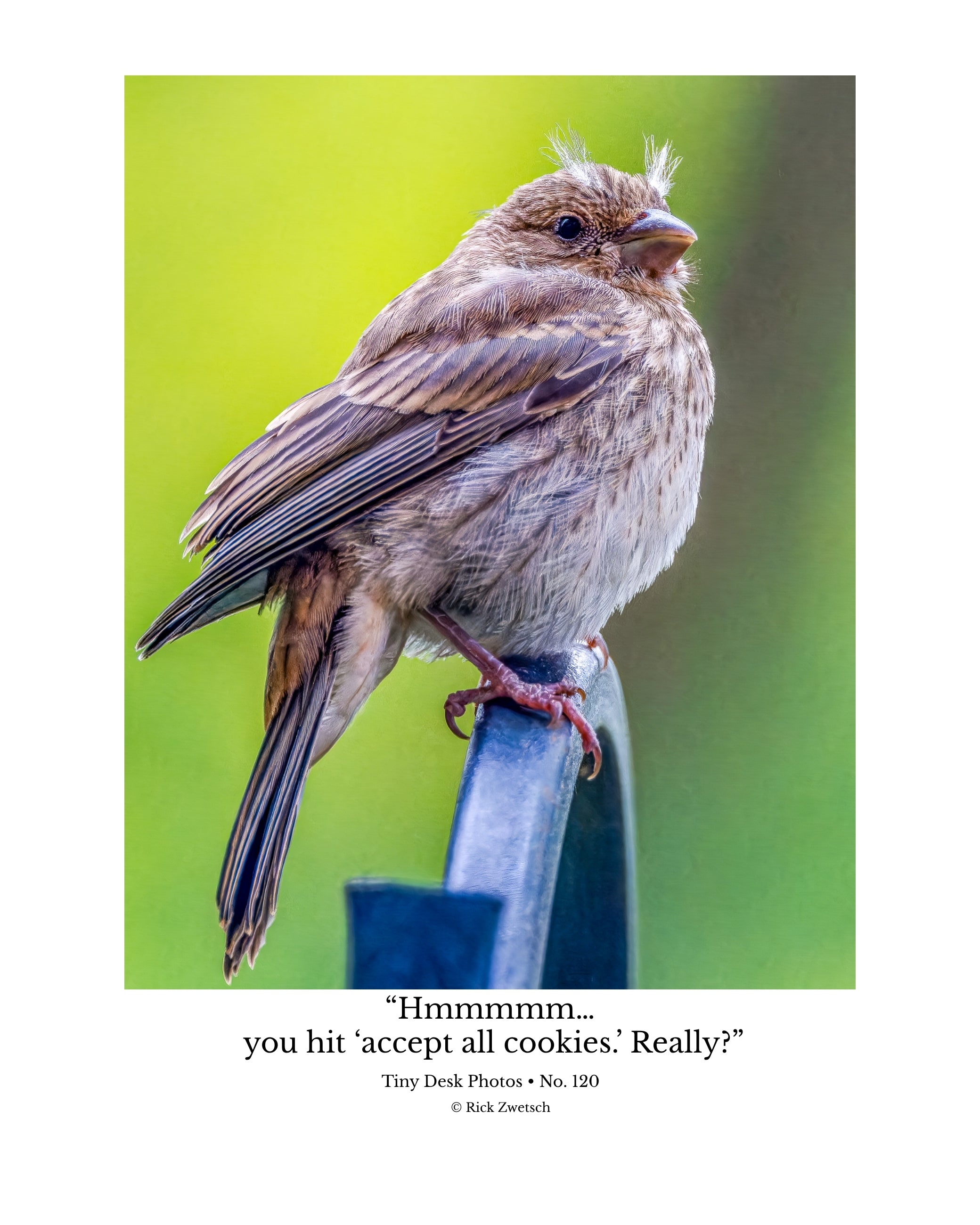 House Finch Wildlife Photography Print | Tiny Desk Photos No. 120