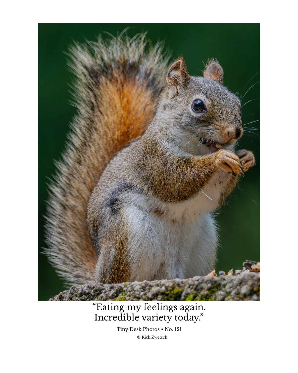 Eastern Gray Squirrel Wildlife Photography Print | Tiny Desk Photos No. 121