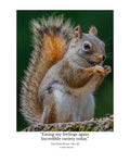 Eastern Gray Squirrel Wildlife Photography Print | Tiny Desk Photos No. 121