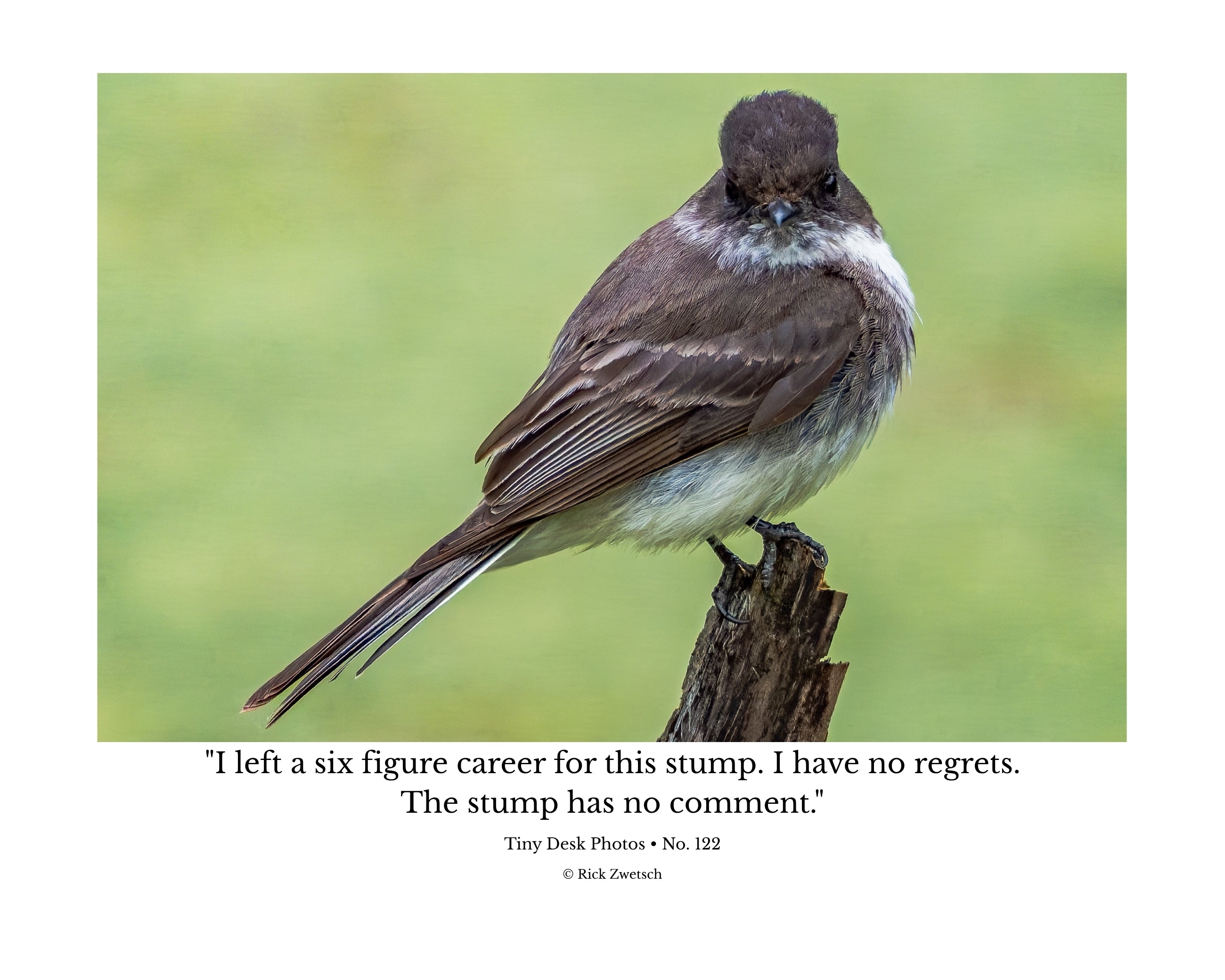 Eastern Phoebe Wildlife Photography Print | Tiny Desk Photos No. 122