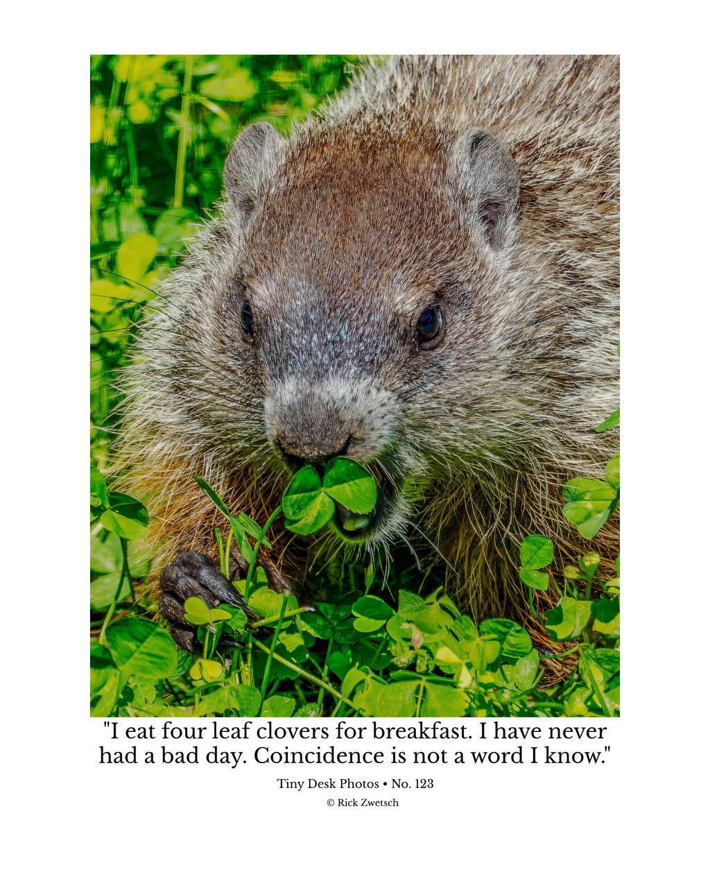Groundhog Wildlife Photography Print | Tiny Desk Photos No. 123