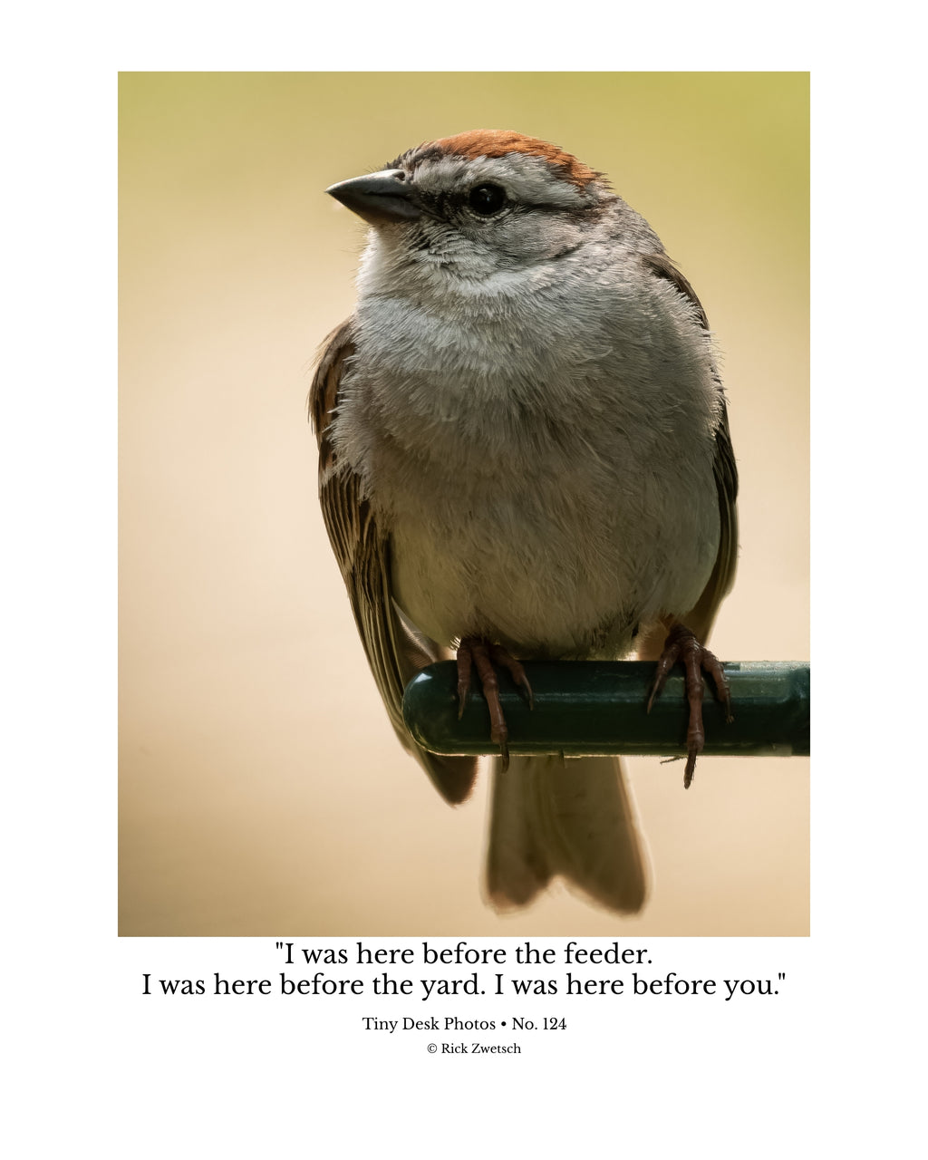 Chipping Sparrow Wildlife Photography Print | Tiny Desk Photos No. 124