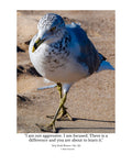 Ring-billed Gull Wildlife Photography Print | Tiny Desk Photos No. 125