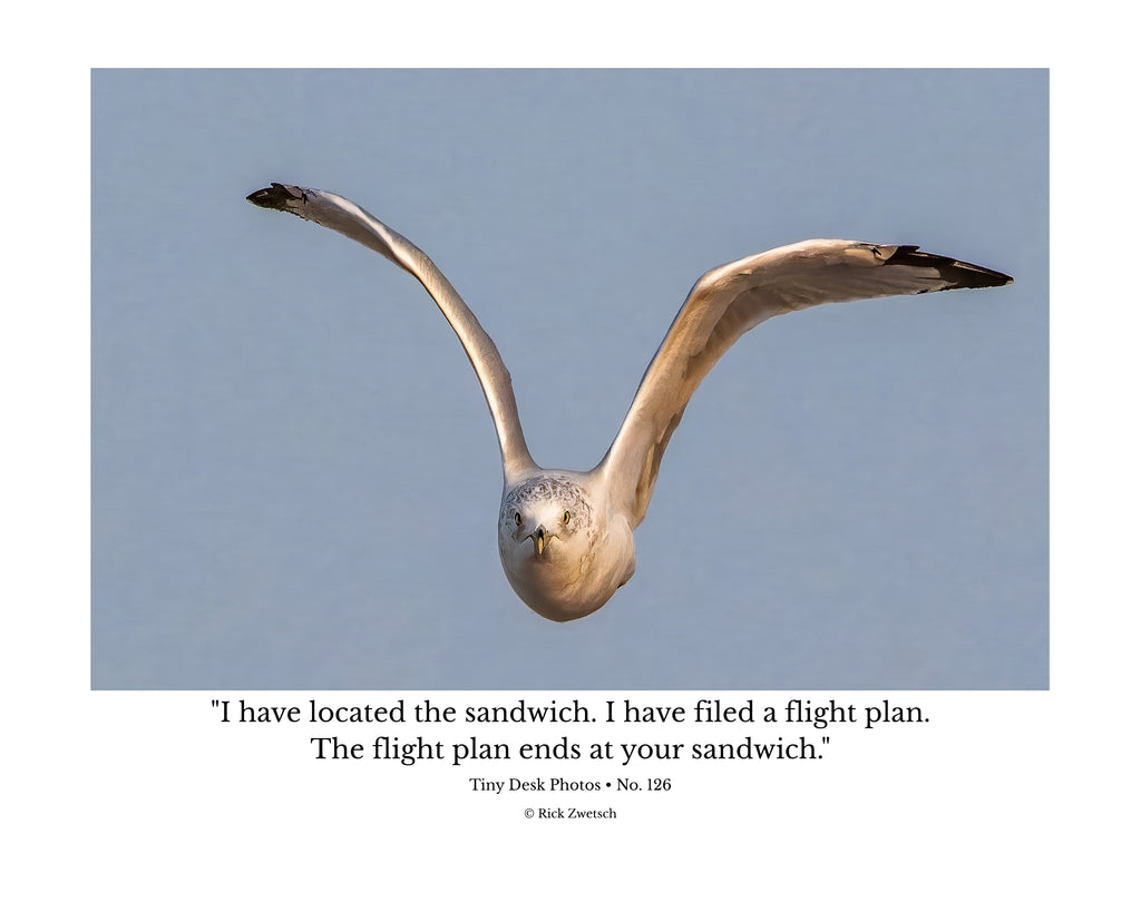 Ring-billed Gull Wildlife Photography Print | Tiny Desk Photos No. 126