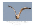 Ring-billed Gull Wildlife Photography Print | Tiny Desk Photos No. 126