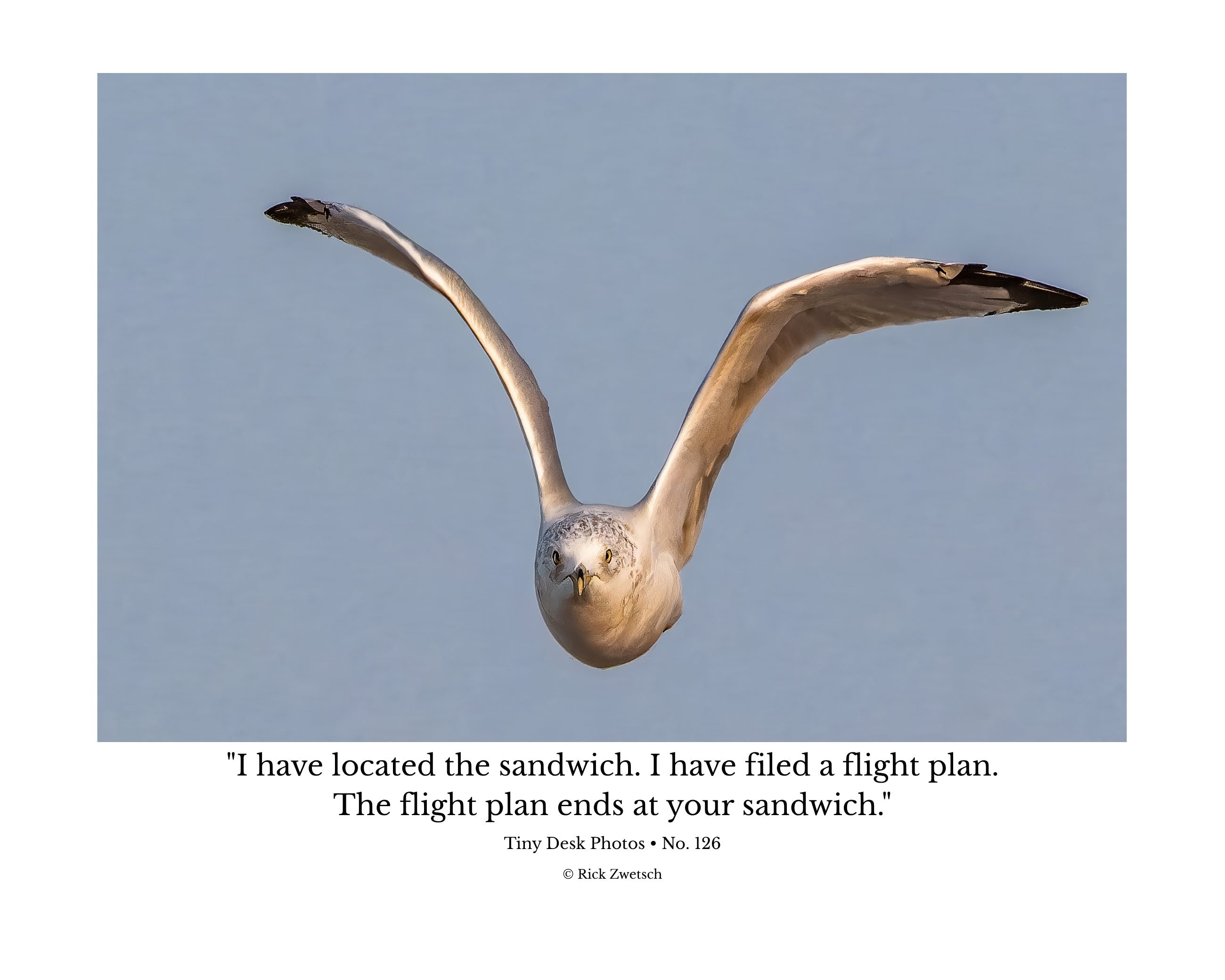 Ring-billed Gull Wildlife Photography Print | Tiny Desk Photos No. 126
