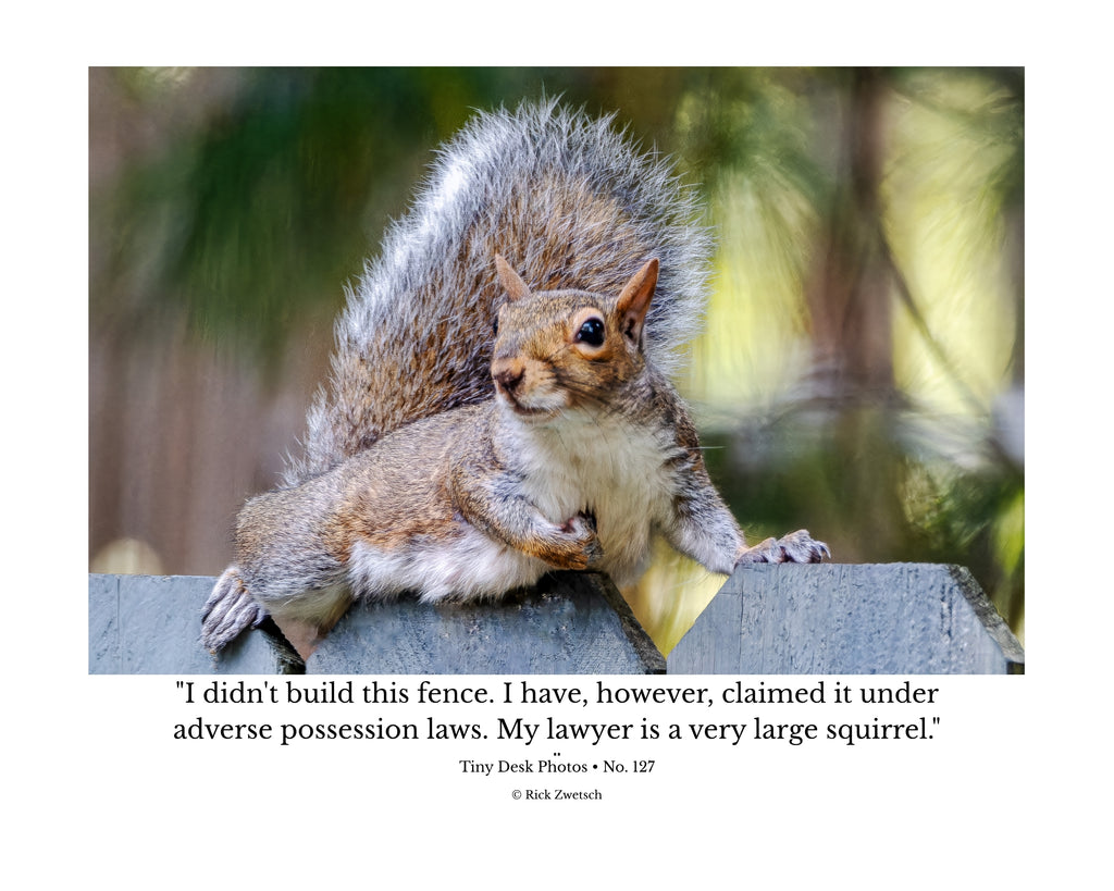 Eastern Gray Squirrel Wildlife Photography Print | Tiny Desk Photos No. 127