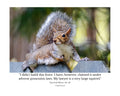 Eastern Gray Squirrel Wildlife Photography Print | Tiny Desk Photos No. 127