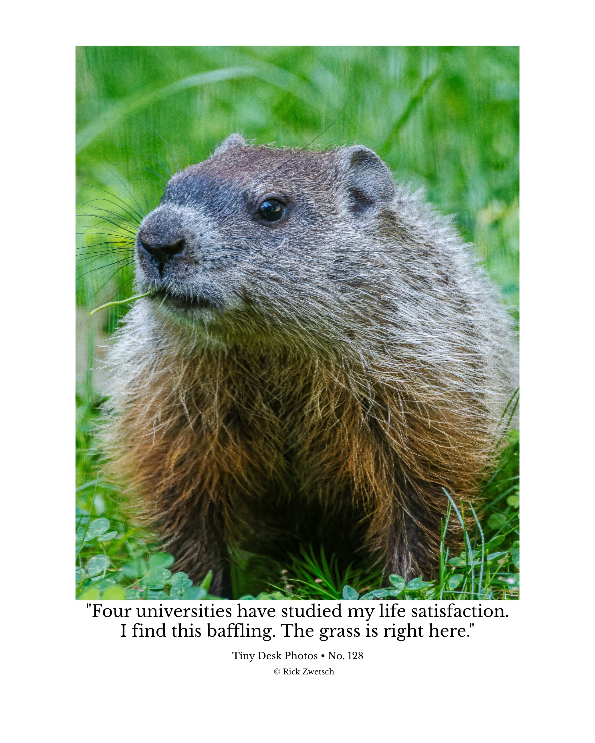 Groundhog Wildlife Photography Print | Tiny Desk Photos No. 128