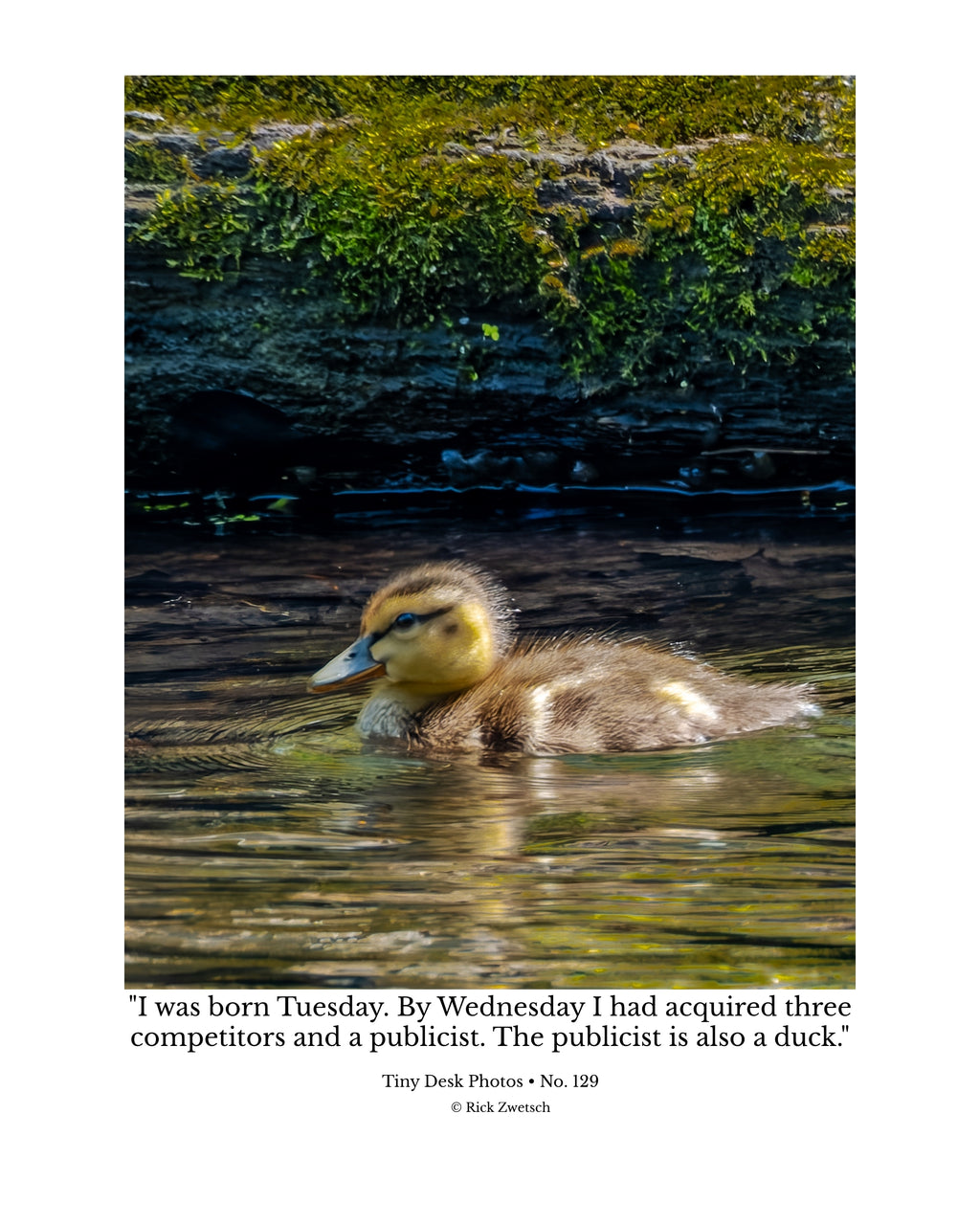 Mallard Duckling Wildlife Photography Print | Tiny Desk Photos No. 129