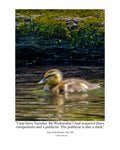 Mallard Duckling Wildlife Photography Print | Tiny Desk Photos No. 129