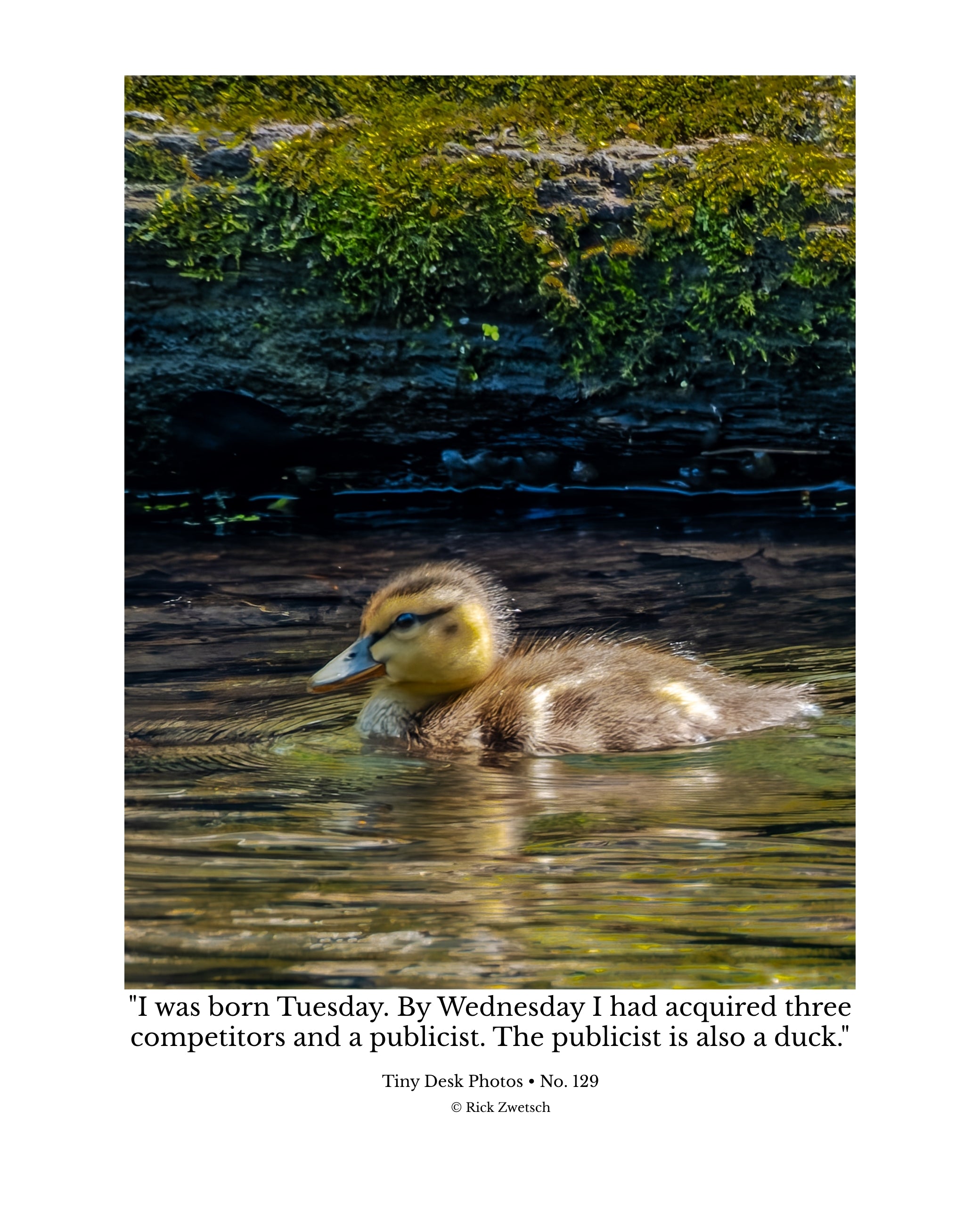 Mallard Duckling Wildlife Photography Print | Tiny Desk Photos No. 129