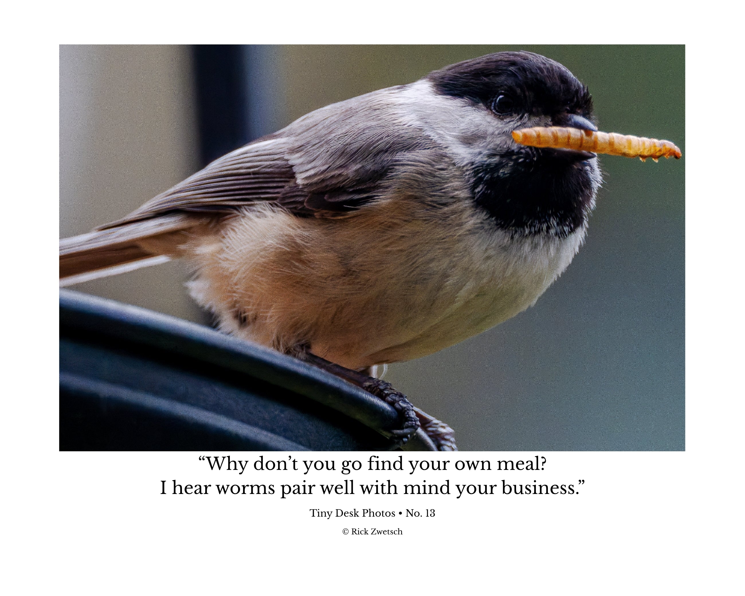 Tiny Desk Photos • No. 13 | Black-capped Chickadee | Boundaries