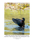 Wood Duck Wildlife Photography Print | Tiny Desk Photos No. 130