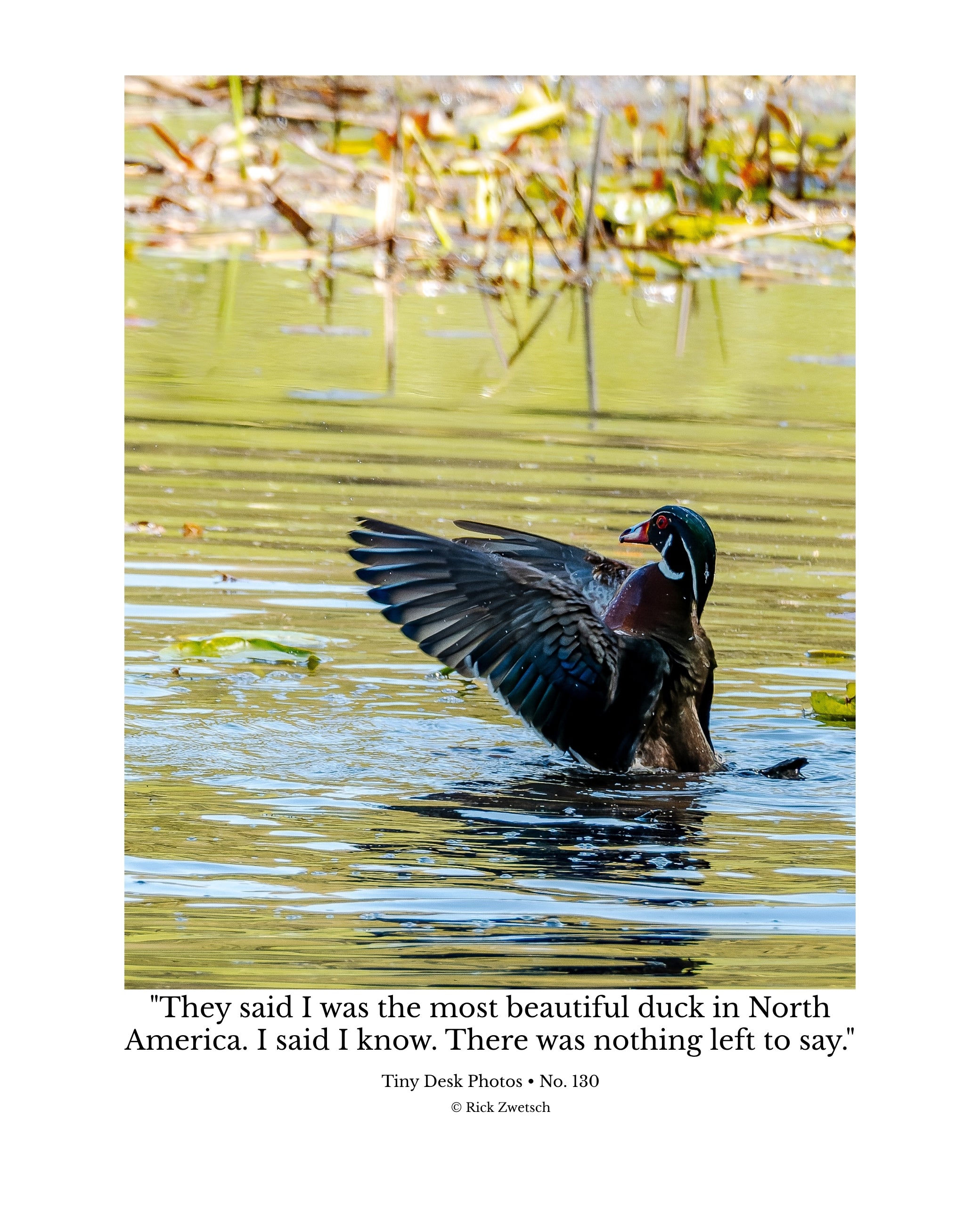 Wood Duck Wildlife Photography Print | Tiny Desk Photos No. 130