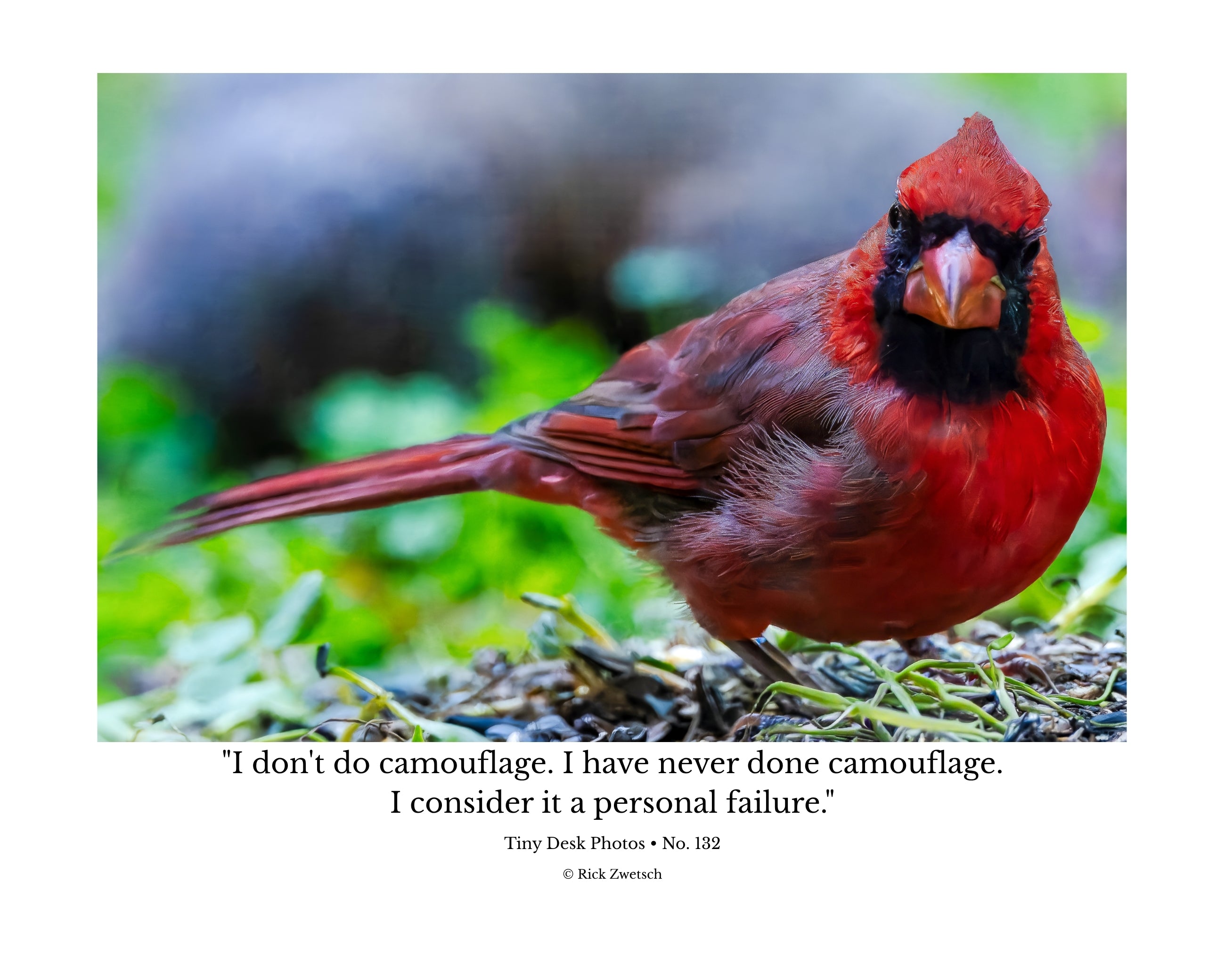 Northern Cardinal Wildlife Photography Print | Tiny Desk Photos No. 132