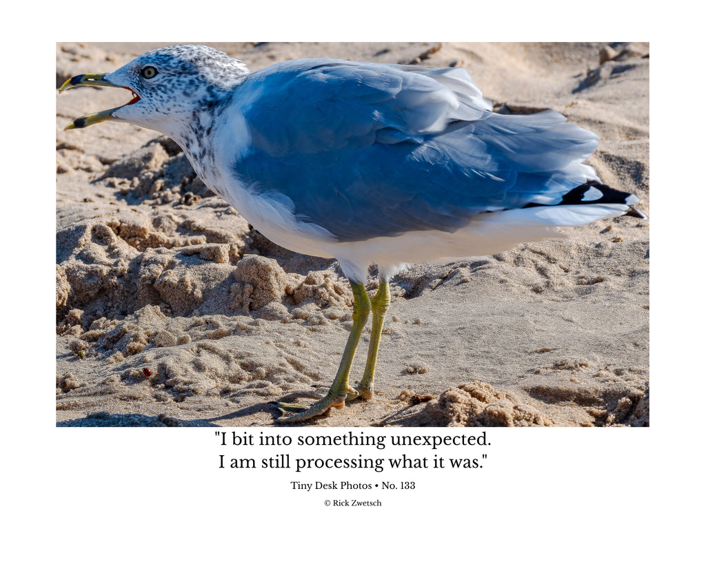 Ring-Billed Gull Wildlife Photography Print | Tiny Desk Photos No. 133