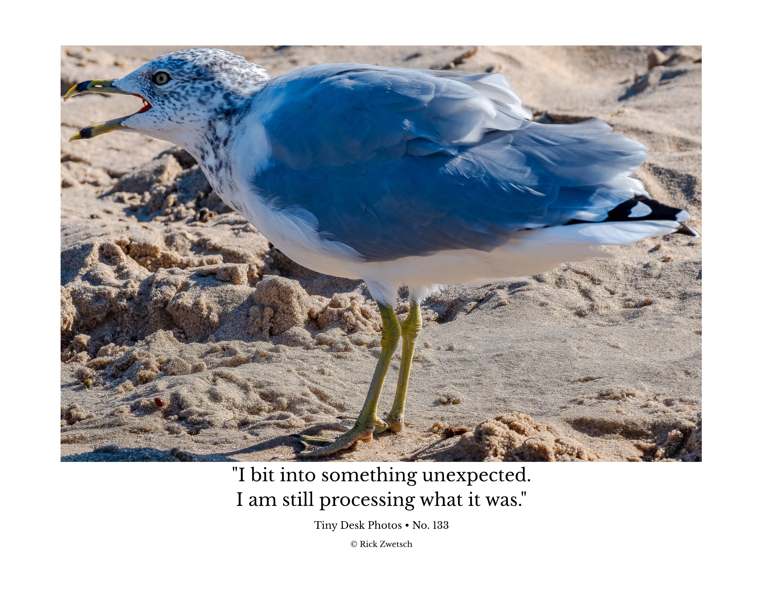 Ring-Billed Gull Wildlife Photography Print | Tiny Desk Photos No. 133