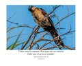 Boat-Tailed Grackle Wildlife Photography Print | Tiny Desk Photos No. 134