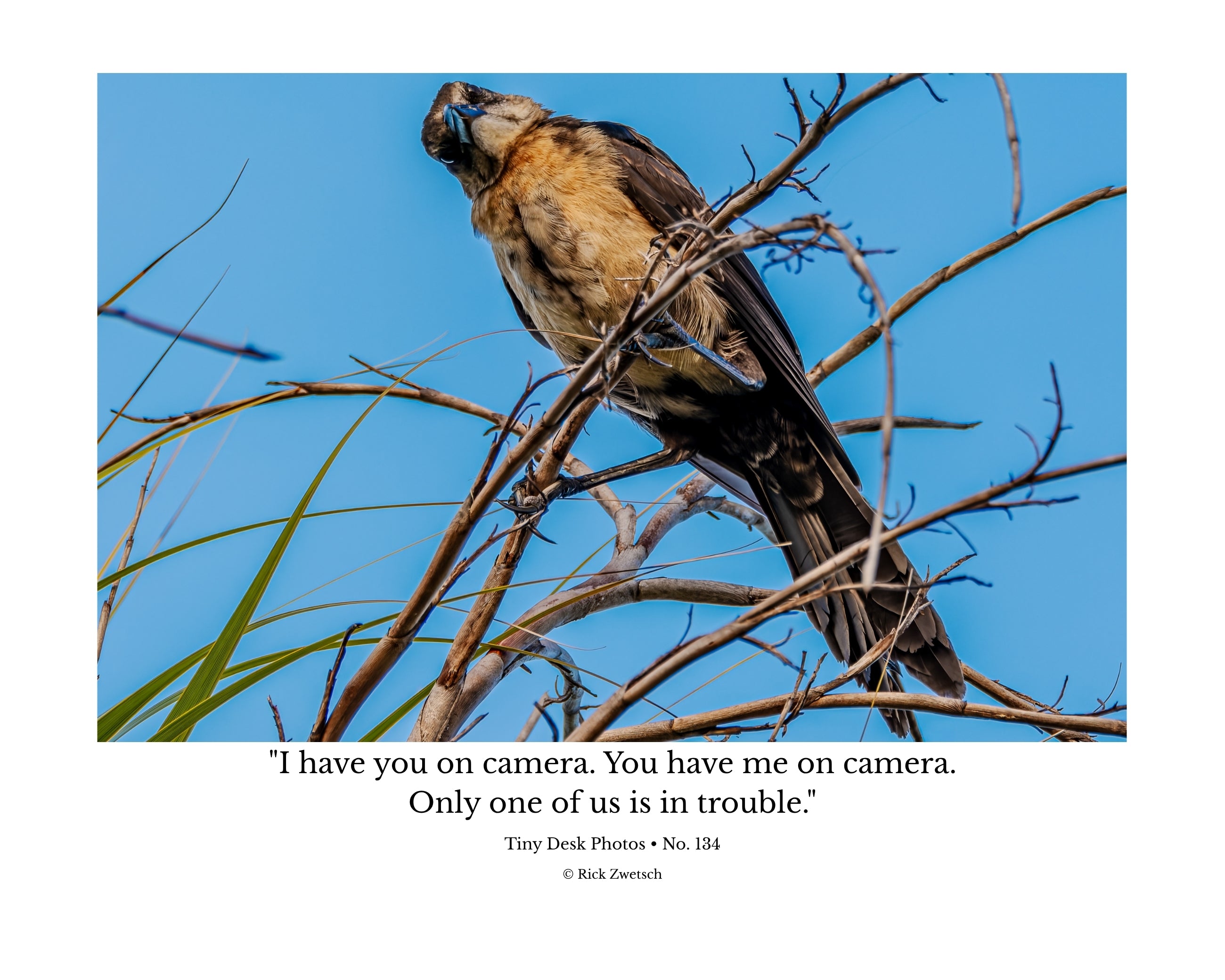 Boat-Tailed Grackle Wildlife Photography Print | Tiny Desk Photos No. 134