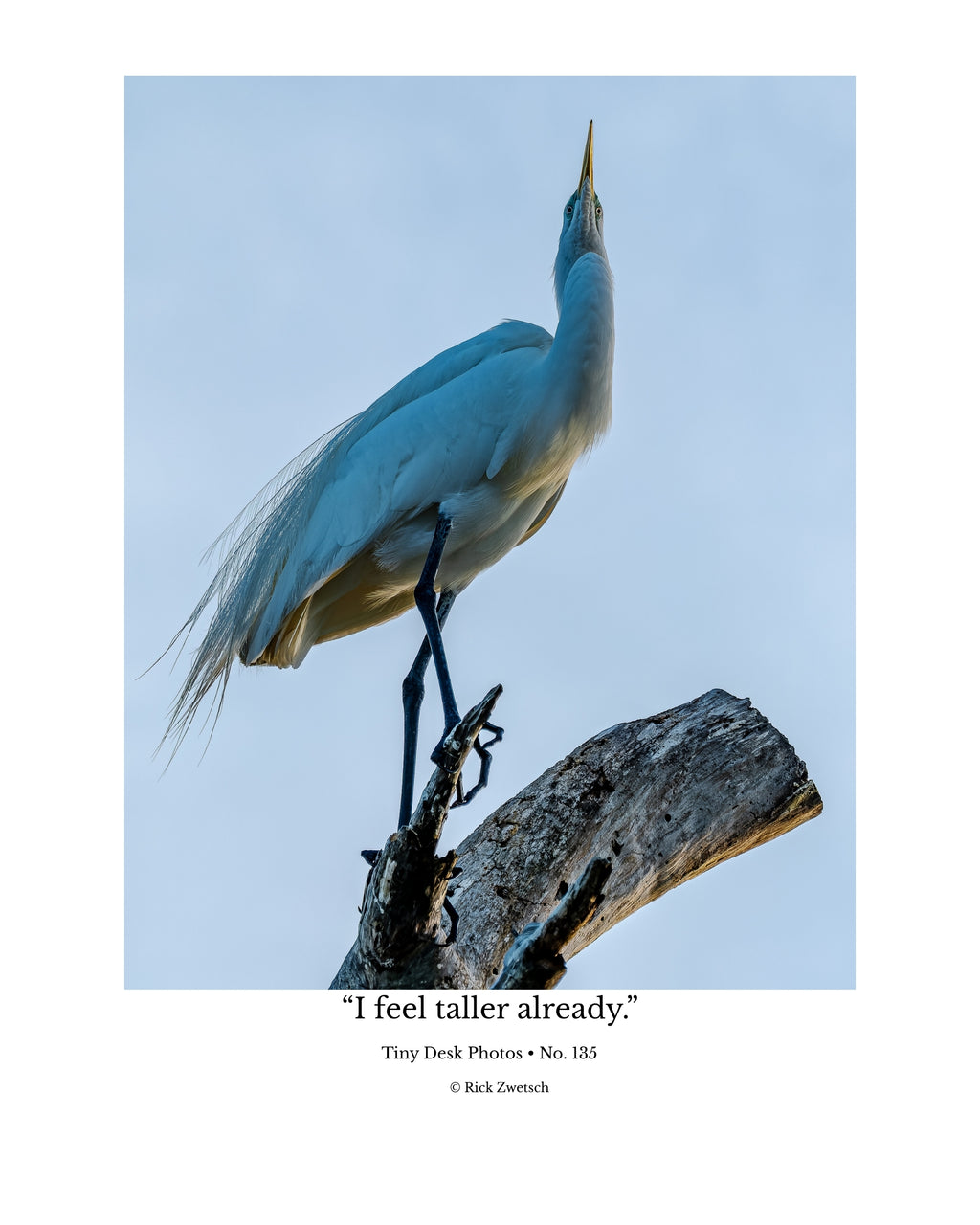 Great Egret Wildlife Photography Print | Tiny Desk Photos No. 135