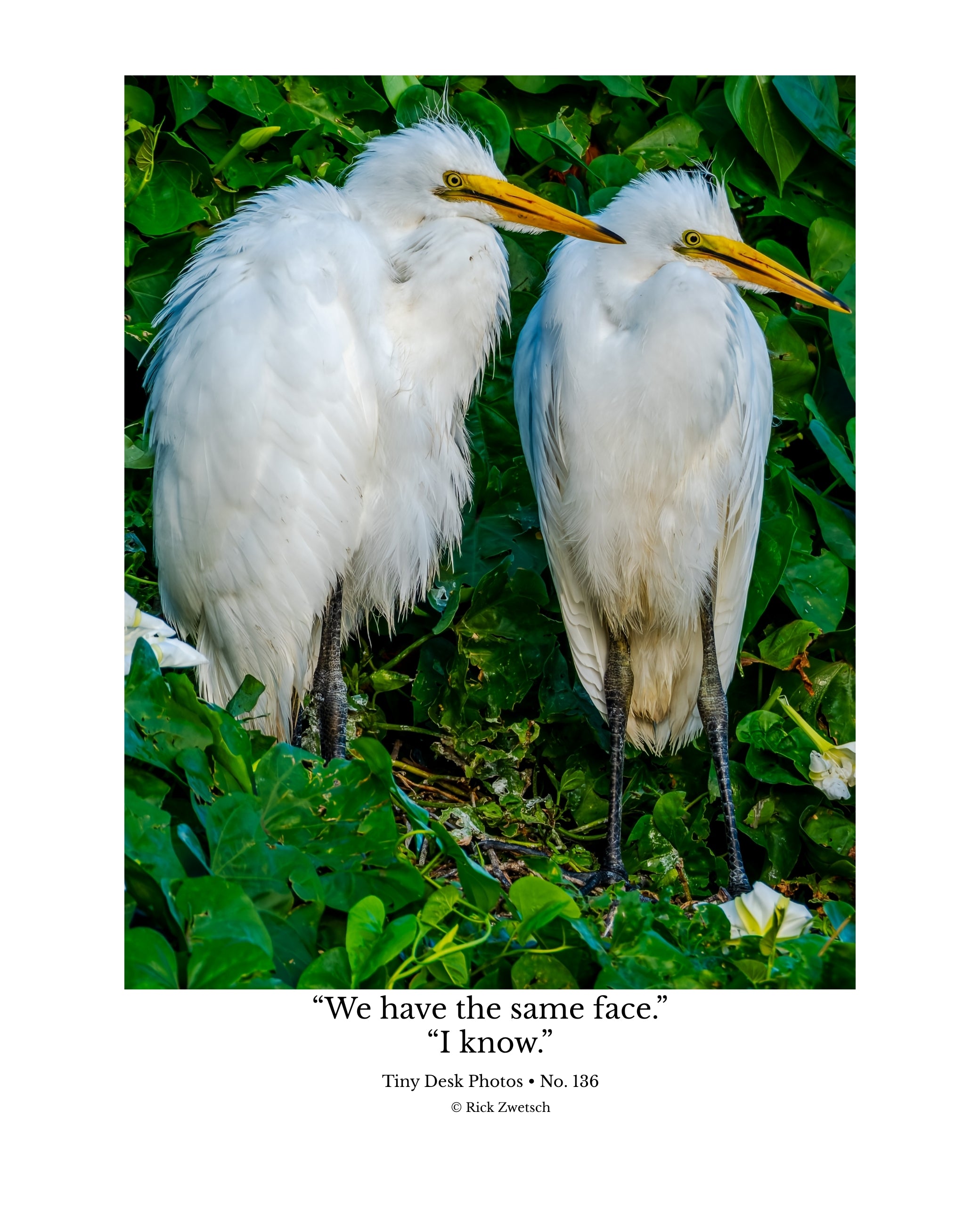 Great Egret Wildlife Photography Print | Tiny Desk Photos No. 136