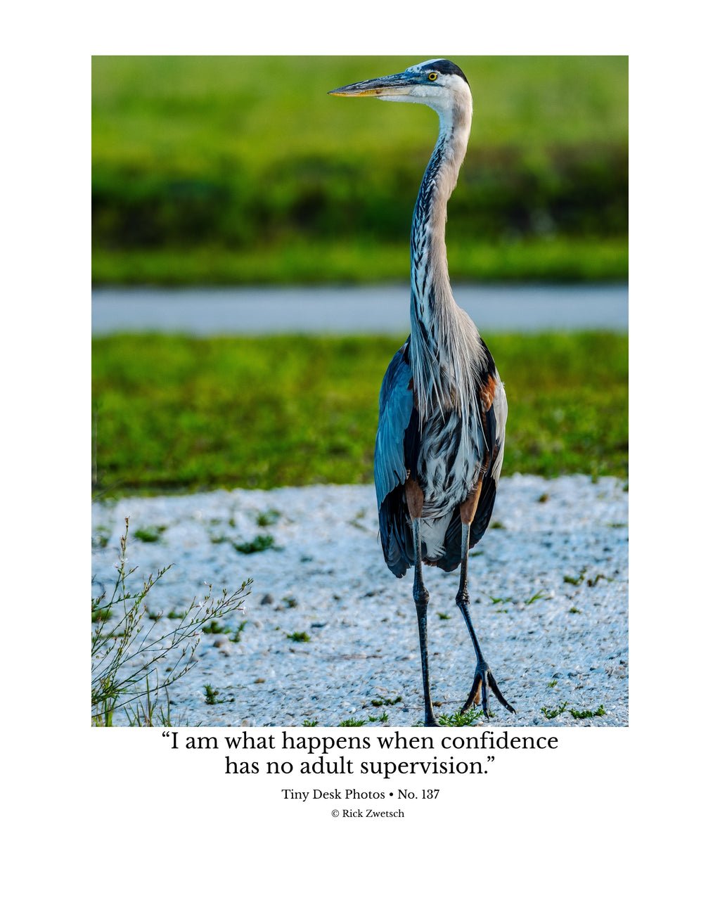 Great Blue Heron Wildlife Photography Print | Tiny Desk Photos No. 137