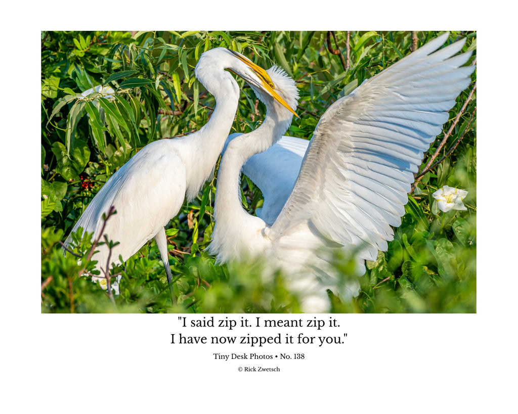 Great Egret Wildlife Photography Print | Tiny Desk Photos No. 138