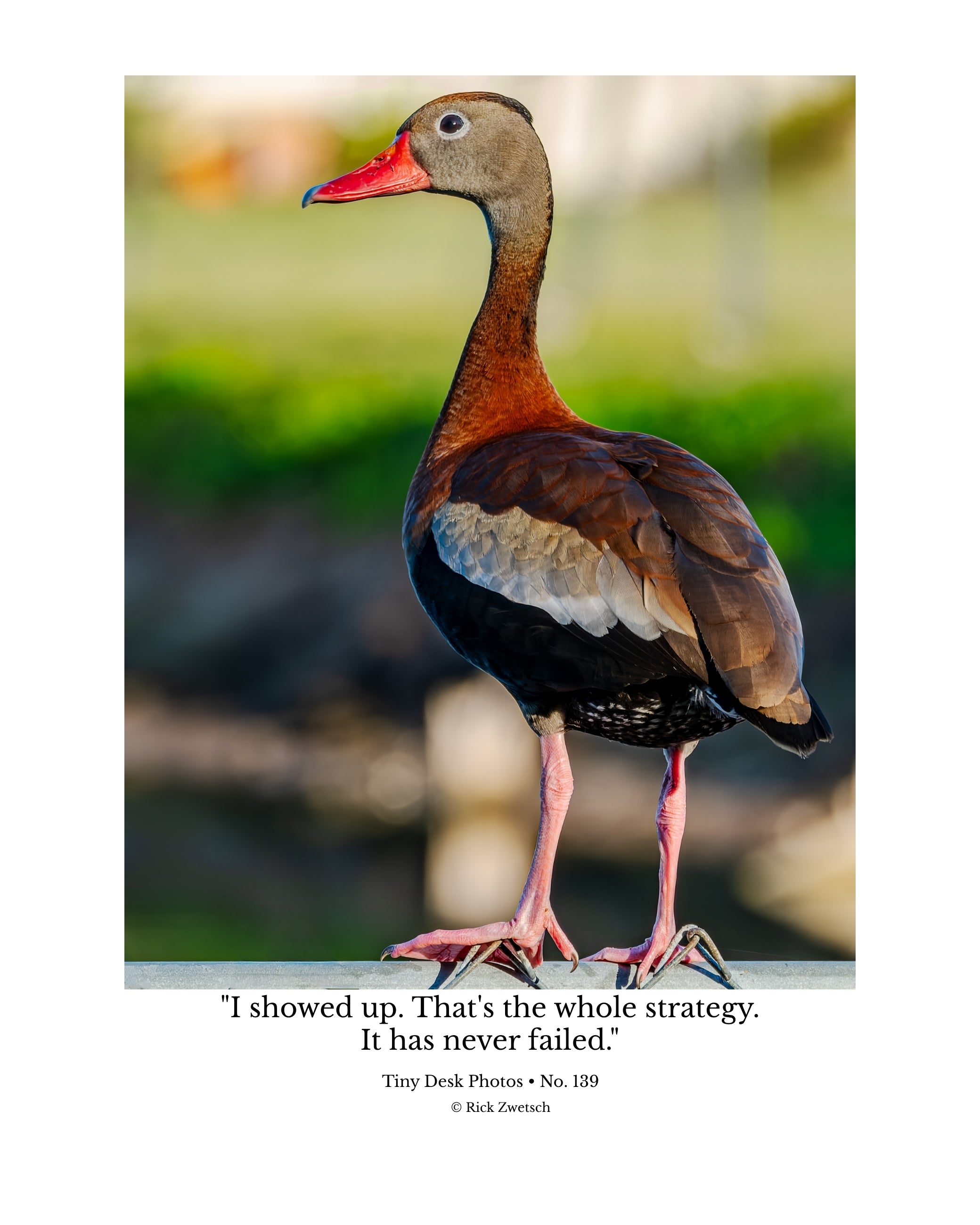 Black-Bellied Whistling Duck Wildlife Photography Print | Tiny Desk Photos No. 139