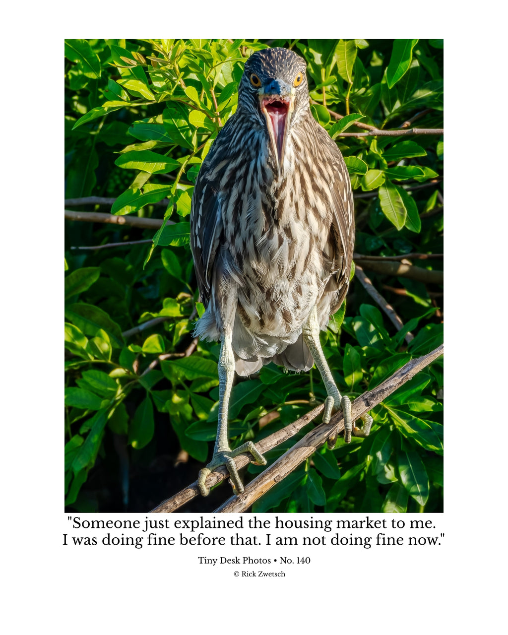 Yellow-Crowned Night Heron Wildlife Photography Print | Tiny Desk Photos No. 140