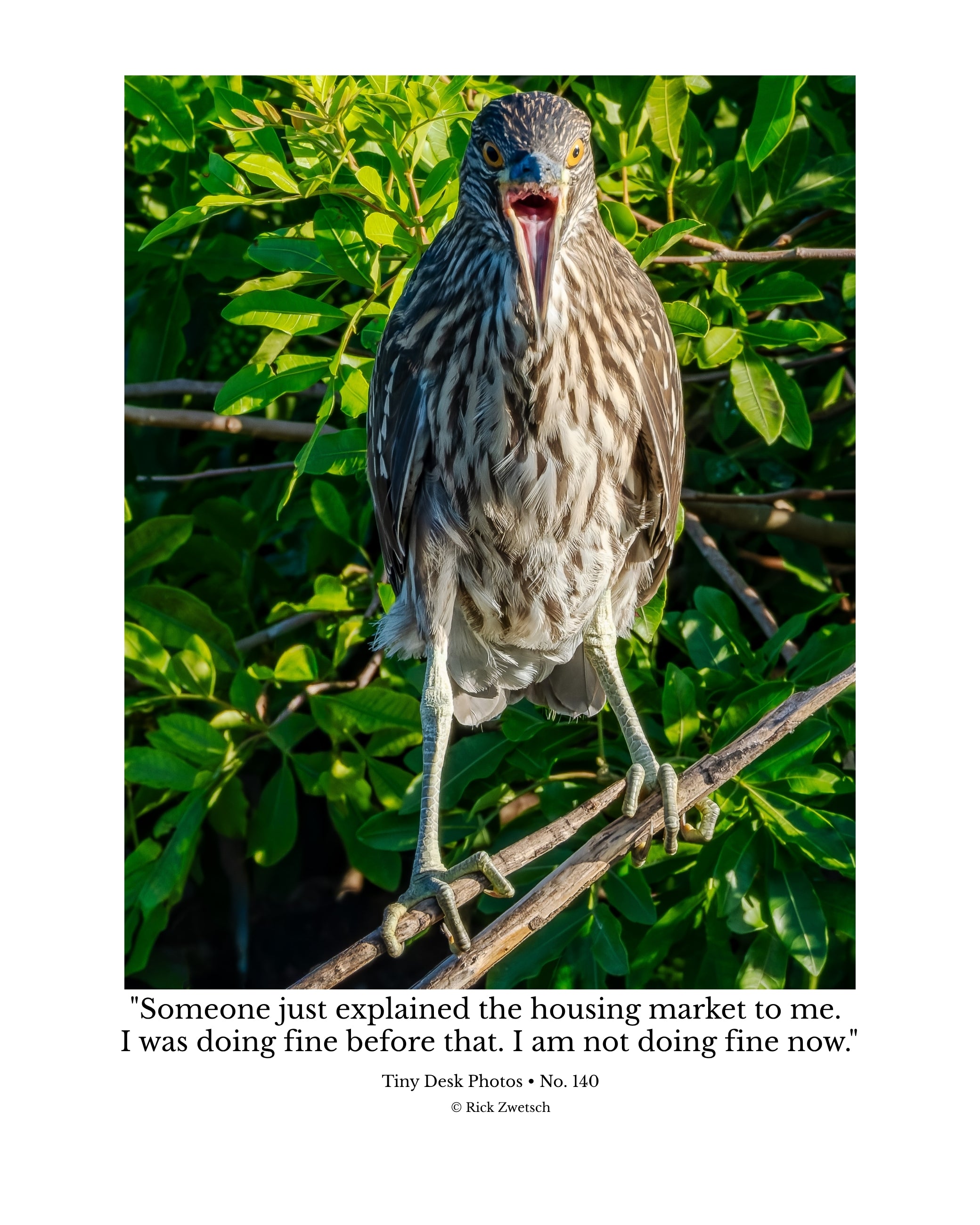 Yellow-Crowned Night Heron Wildlife Photography Print | Tiny Desk Photos No. 140