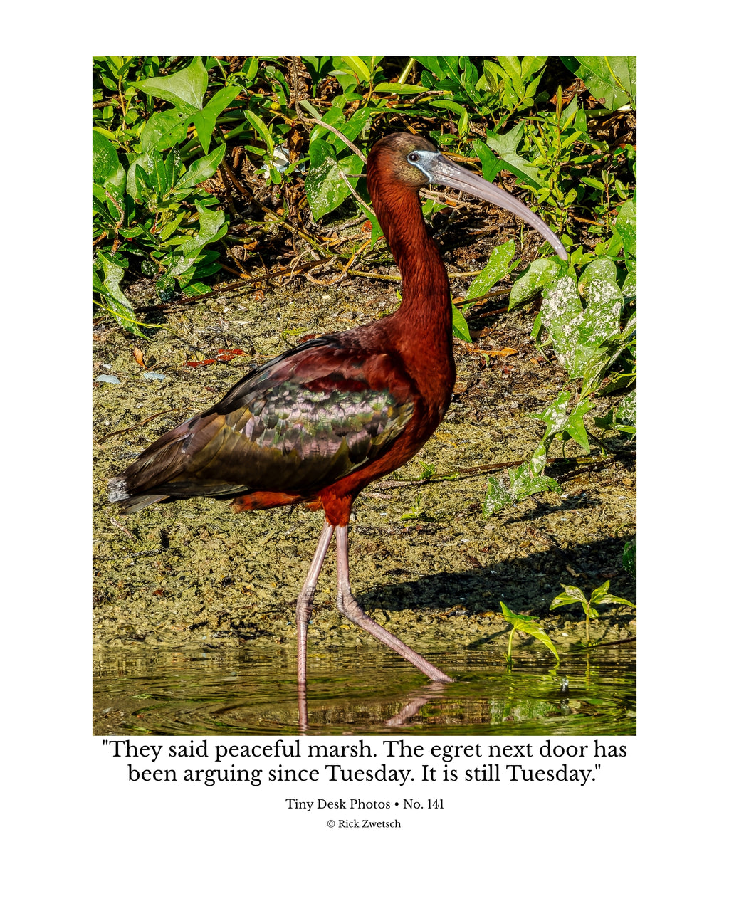 Glossy Ibis Wildlife Photography Print | Tiny Desk Photos No. 141