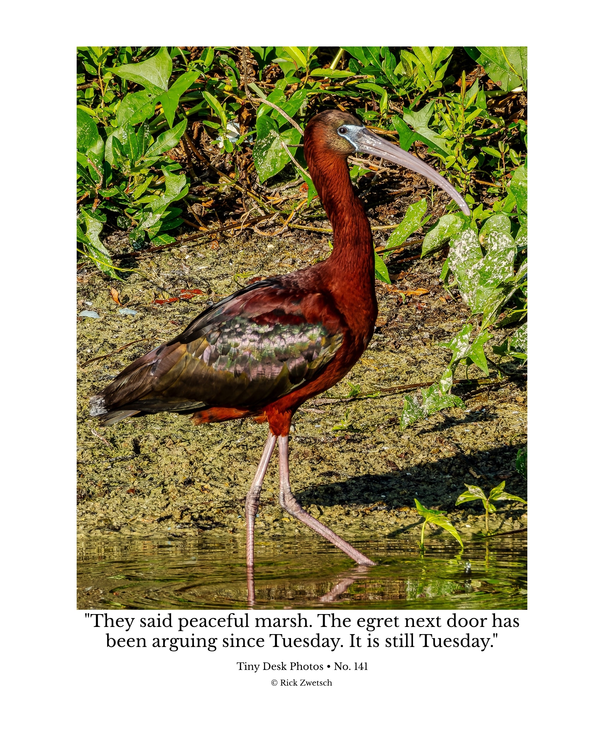 Glossy Ibis Wildlife Photography Print | Tiny Desk Photos No. 141